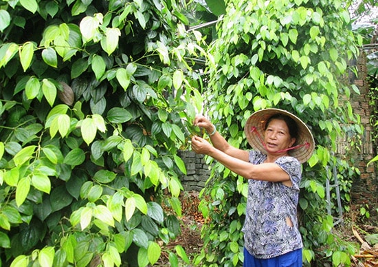 Nhờ thổ nhưỡng thích hợp, những năm gần đây nông dân Quế Thuận mạnh dạn phát triển mô hình trồng tiêu. Ảnh: N.S