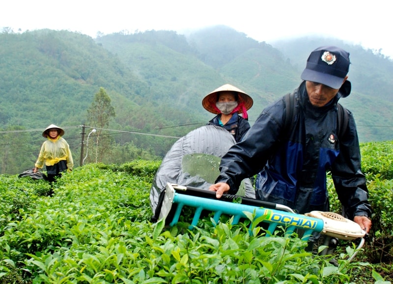 Từ các nguồn hỗ trợ cho công tác dân tộc thu nhập bình quân đầu người ở huyện miền núi Đông Giang đã đạt 16,4 triệu đồng/người/năm. Ảnh: ĐOÀN ĐẠO