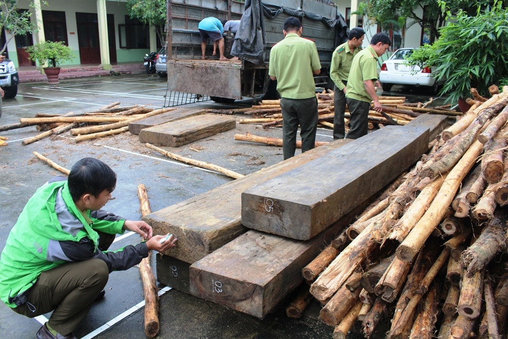 Cơ quan chức năng kiểm đếm số gỗ tang vật thu giữ được. Ảnh: Đ.C