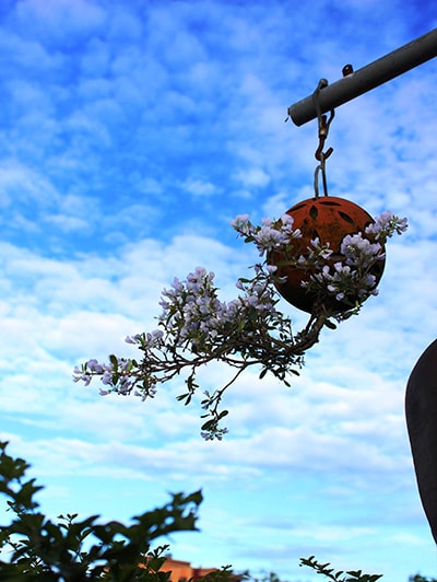 Bonsai ngược trong vườn nhà Lê Thạnh.