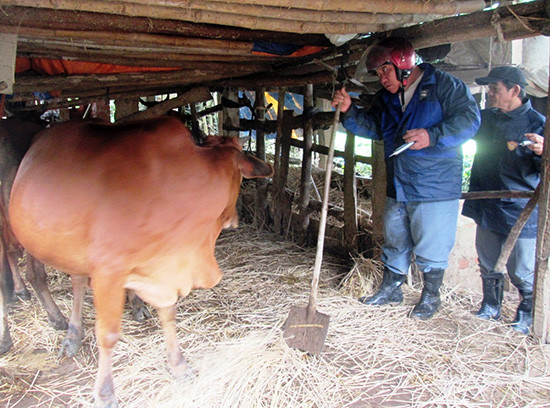 Cuối tuần qua, lực lượng thú y Duy Xuyên tập trung tiêm vắc xin lở mồm long móng cho đàn gia súc ở những nơi có nguy cơ bùng phát dịch. Ảnh: HOÀI NHI