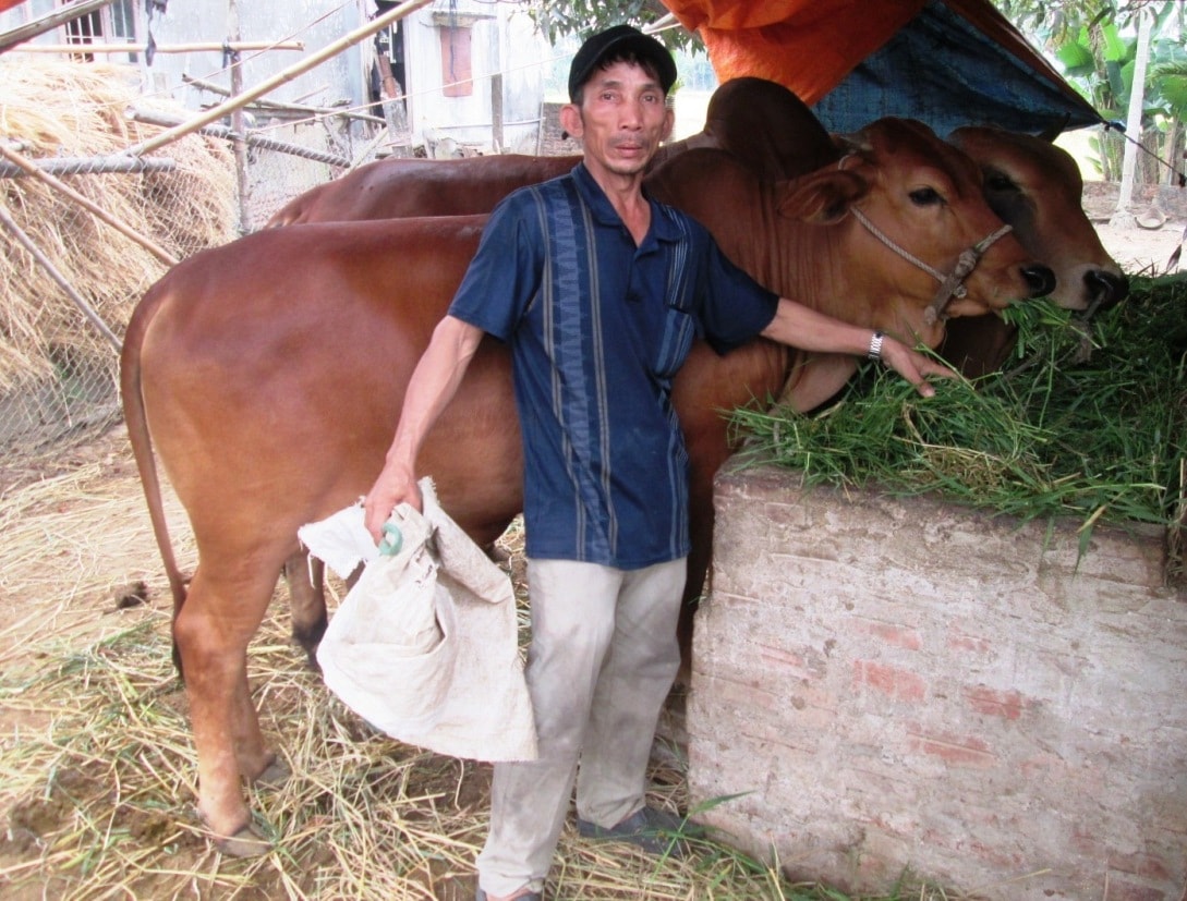 Do giá bán sản phẩm biến động mạnh khiến ngành chăn nuôi của huyện gặp nhiều khó khăn. 