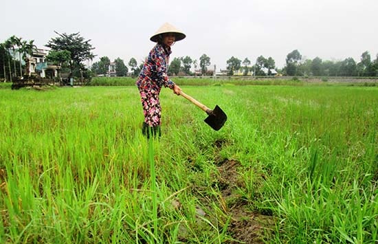 Nông dân cần khẩn trương vệ sinh đồng ruộng và cày lật gốc rạ nhằm hạn chế nguồn bệnh. Ảnh: N.P