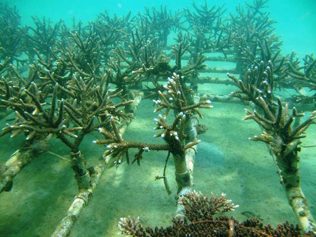 Khu vực ươm tạo san hô sau 1 năm. Ảnh. L.V.T