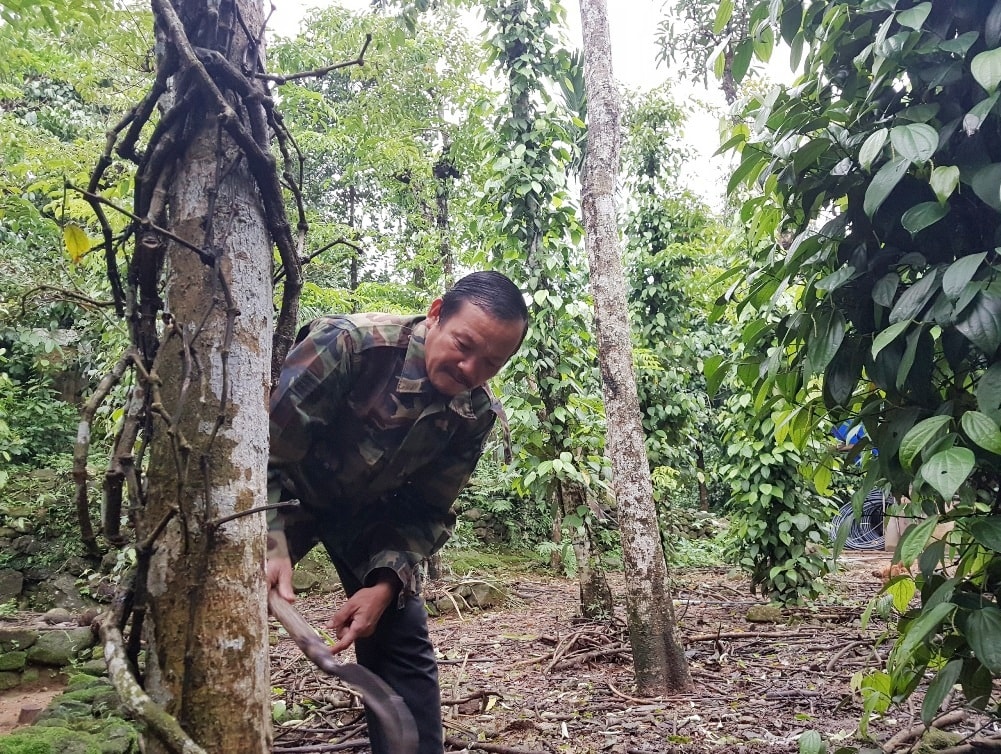 Ông Nguyễn Thế Kỳ phải chặt bỏ những cây tiêu chết để chuẩn bị trồng mới - Ảnh: THANH THẮNG.