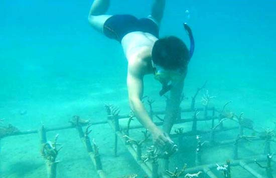 Vườn ươm san hô có sự tham gia của cộng đồng. Ảnh: Ban quản lý Bảo tồn biển Cù Lao Chàm cung cấp.