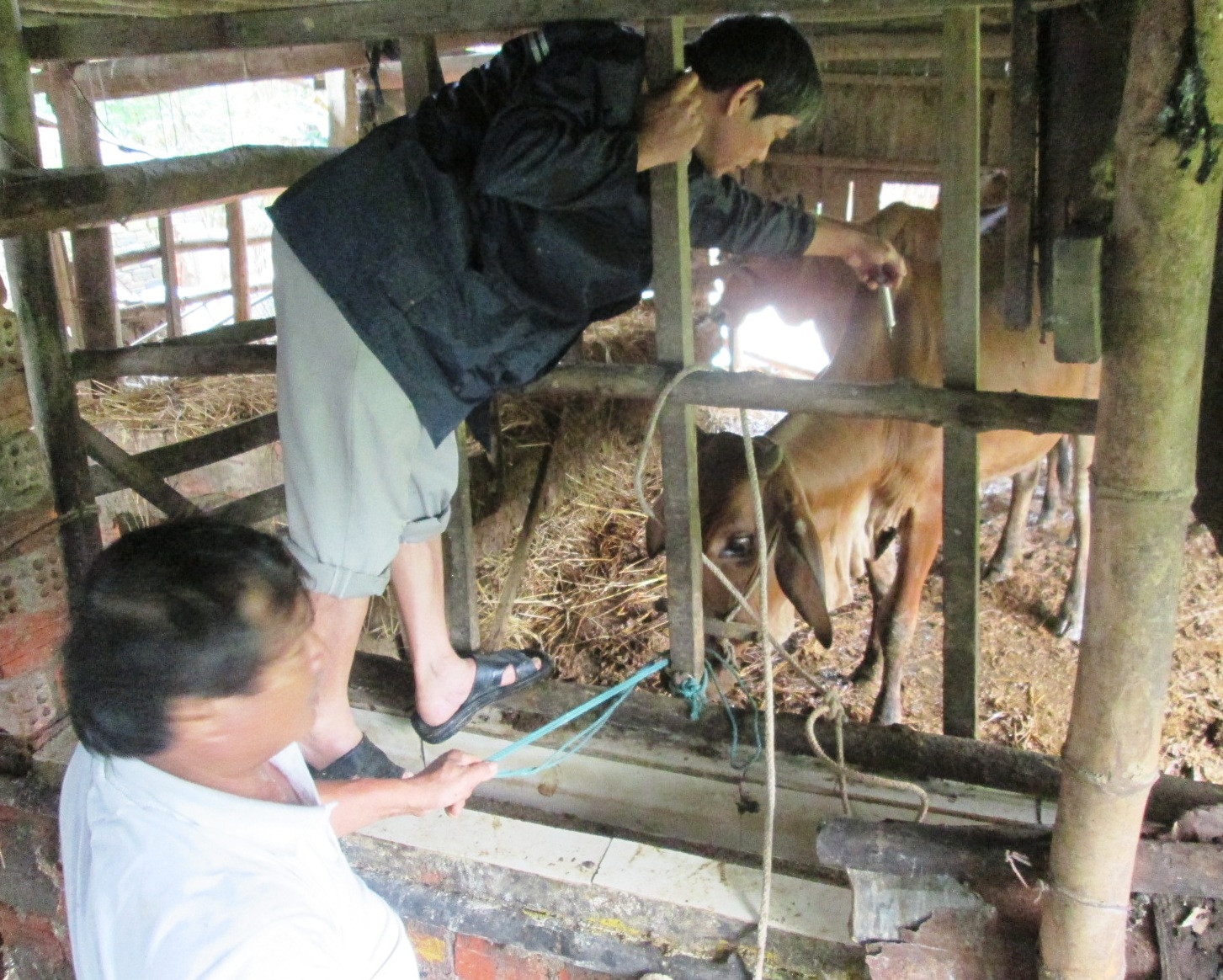 Các địa phương phải chủ động phòng dịch bằng việc tiêm triệt để vắc xin LMLM đợt 2 năm 2017 cho đàn trâu, bò.