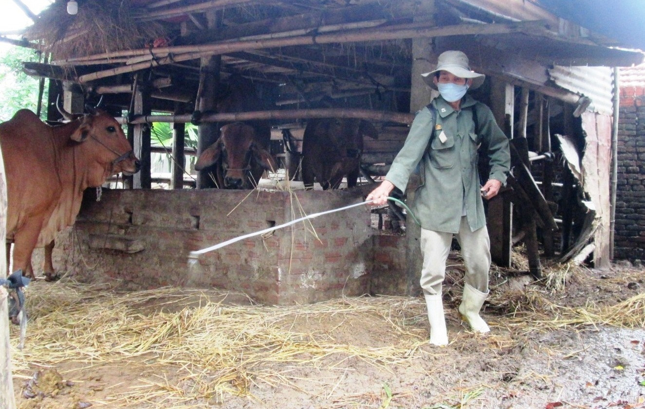 Người dân xã Duy Trinh (Duy Xuyên) đang tập trung phun tiêu độc khử trùng chuồng trại nhằm ngăn chặn mầm bệnh phát tán.       Ảnh: VĂN SỰ 