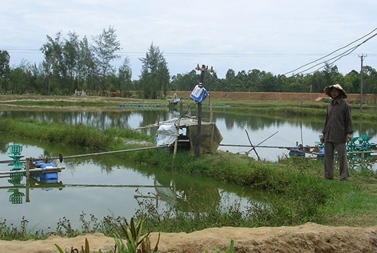 Nuôi trồng thủy sản mang lại thu nhập cao cho nông dân Tam Kỳ. Ảnh: A.SẮC