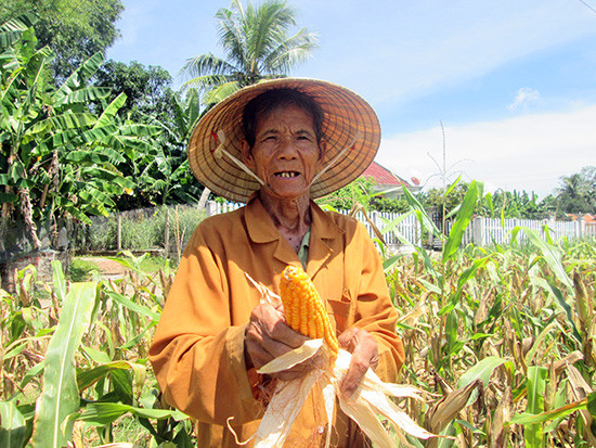 Mô hình trồng bắp lai trên đất lúa ở xã Quế Châu (Quế Sơn) mang lại hiệu quả kinh tế cao. Ảnh: N.P