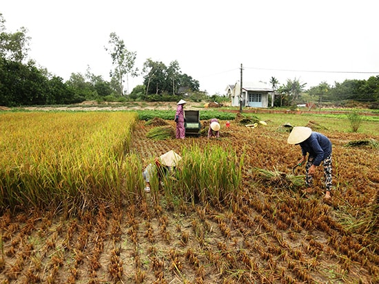  Ở vùng đông Duy Xuyên đang là thời điểm nông dân thu hoạch lúa nước trời. Ảnh: CHÂU TẤN