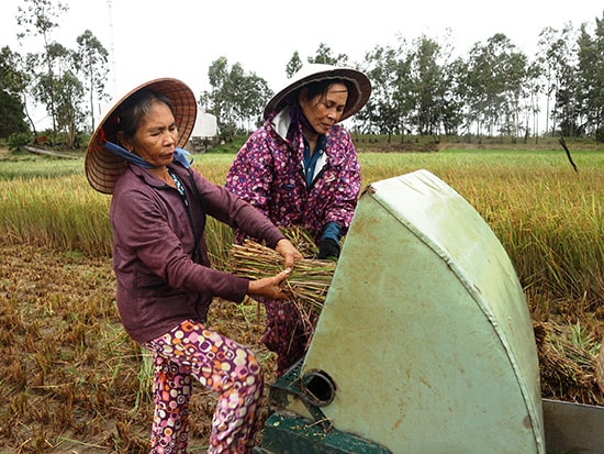 Vì cánh đàn ông đều đi làm ăn xa nên những phụ nữ ở vùng cát Duy Xuyên thường đổi công cho nhau để thu hoạch lúa. Ảnh: CHÂU TẤN