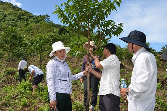 Đoàn giám sát của Ban Dân tộc HĐND tỉnh kiểm tra trồng rừng thay thế tại xã Trà Bui (Bắc Trà My). Ảnh: TRẦN NGUYỄN