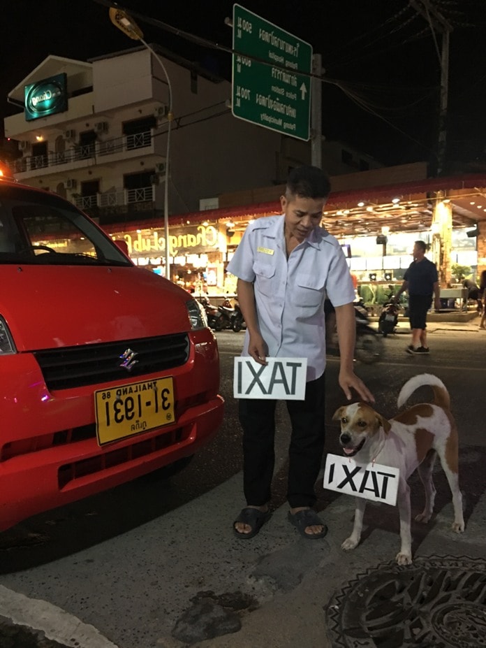 Dịch vụ taxi ở Phuket rất chi là dễ thương với hình ảnh chú chó đeo bảng Taxi chào khách. Hình ảnh này khiến bạn sẽ nhớ phố cổ Hội An với những chú chó thân thiện luôn gần gũi với du khách. 