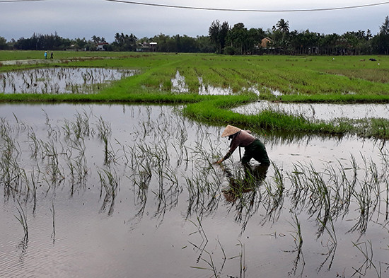 Nông dân xã Bình Đào đang làm cỏ ruộng chuẩn bị gieo sạ. Ảnh: Biên Thực