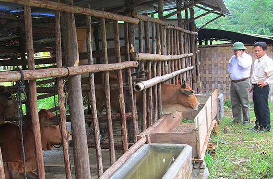 Mô hình chuồng trại tránh rét cho gia súc tại huyện Tây Giang đem lại hiệu quả những năm gần đây. Ảnh: Đ.H