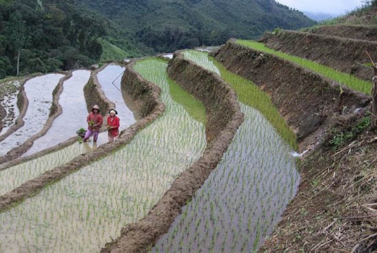 Ruộng bậc thang Tây Giang. Ảnh: Đ.H