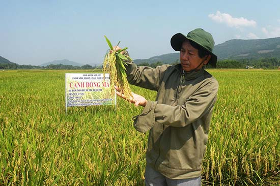  Cần đẩy mạnh việc liên kết sản xuất giống lúa hàng hóa để nâng cao giá trị kinh tế và ổn định đầu ra sản phẩm.Ảnh: VĂN SỰ  