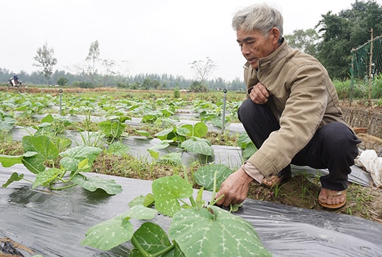 Ông Bùi Thanh Cưỡng dùng màng phủ công nghiệp cho giống bí đỏ dự kiến thu hoạch vào dịp Tết Mậu Tuất. Ảnh: N.Trang