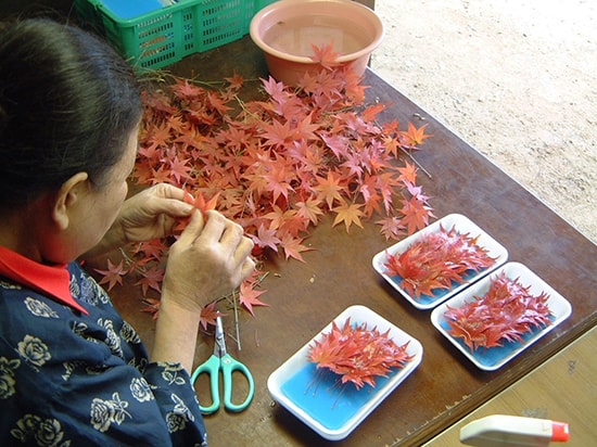 Một người cao tuổi tại Kamikatsu đang phân  loại lá cây theo kích cỡ để gửi hàng đi.  Ảnh: kansai