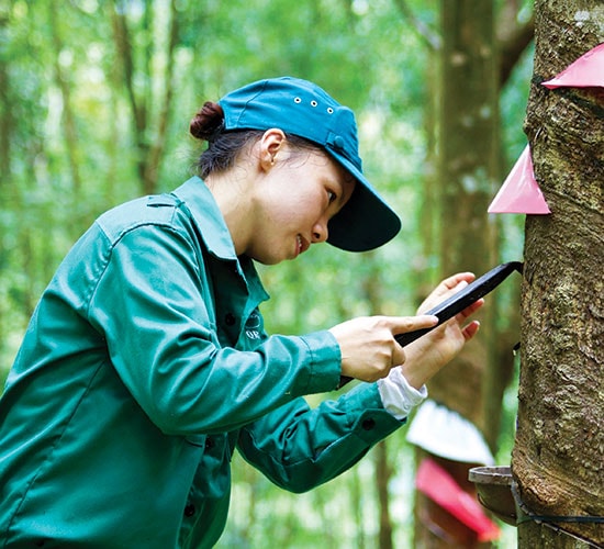 Khai thác mủ cao su. Ảnh: PHƯƠNG THẢO