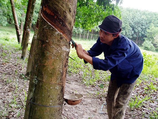 Việc doanh nghiệp không thực hiện trồng cao su khiến đất đai bỏ hoang rất lãng phí. Ảnh: H.P