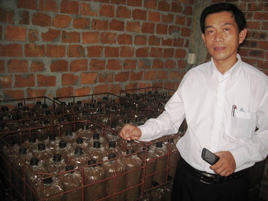 Thăm mô hình nấm bào ngư của ông Xê (thị trấn Núi Thành). Ảnh: VĂN PHIN