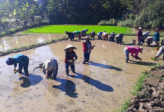 Một nhóm phụ nữ vùng cao giúp nhau gieo cấy lúa vụ đông xuân trước Tết Nguyên đán. Ảnh: Đ.N