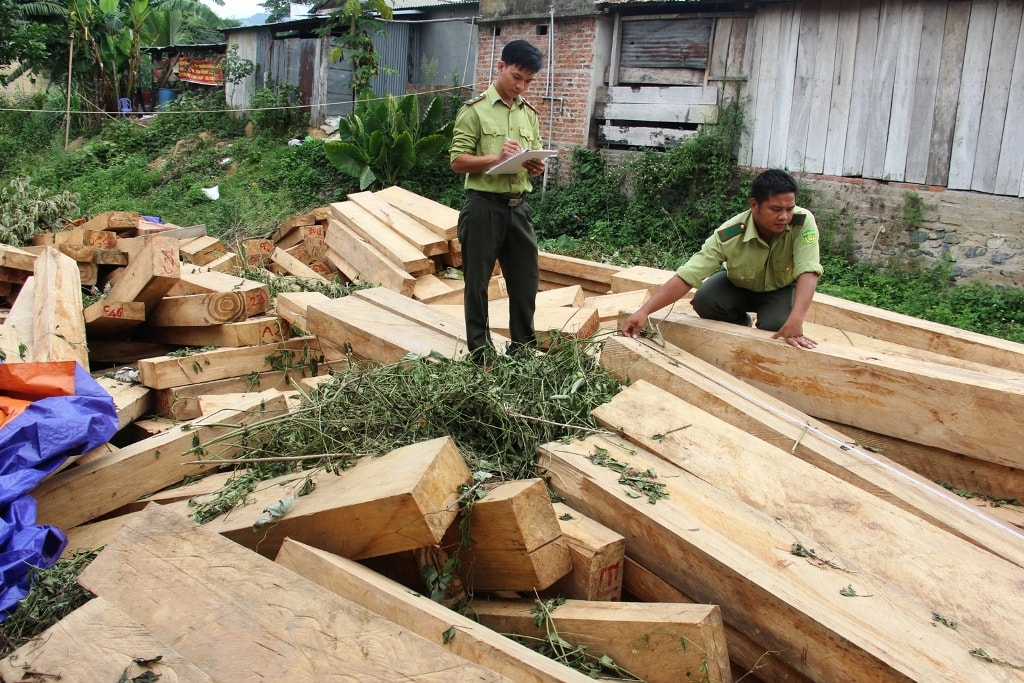 Vụ phá rừng pơ mu gây thiệt hại hơn 3,2 tỉ đồng. Ảnh: T.C