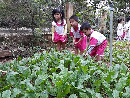 Học sinh Trường Mẫu giáo Anh Đào khám phá “vườn rau của bé”. 