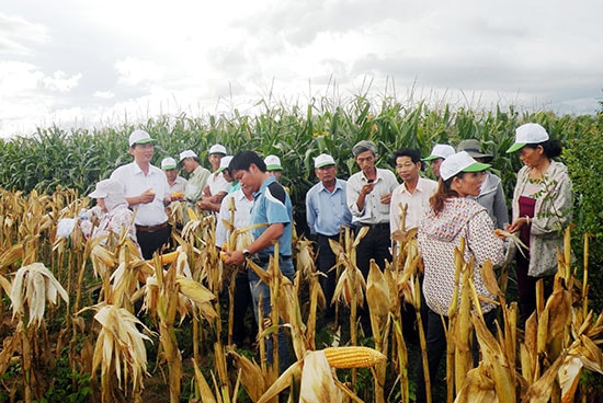 Việc hình thành trung tâm kỹ thuật nông nghiệp sẽ tăng số người trực tiếp thực hiện việc hỗ trợ nhà nông phát triển sản xuất và phòng chống dịch bệnh. Ảnh minh họa): HOÀI NHI