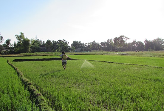 Phun thuốc bảo vệ lúa đông xuân. Ảnh: Văn Phin