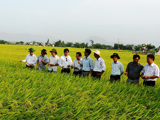 Mô hình liên kết sản xuất giống lúa thuần BC15 giữa Tổng Công ty Giống cây trồng Thái Bình với nông dân Đại Lộc mang lại hiệu quả cao. QẢnh: N.P