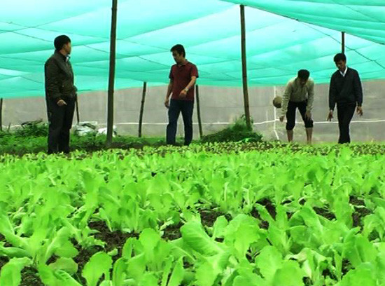 Mô hình Hợp tác xã nông nghiệp hữu cơ xã Tiên Châu. Ảnh: HƯNG HOÀNG