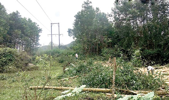 Tình trạng khai thác keo làm đứt đường dây điện là một trong những nguyên nhân khiến cắt điện đột ngột tại Phước Sơn.  TRONG ẢNH: Hiện trường thu hoạch keo tại thị trấn Tân An (Hiệp Đức) sát đường dây điện gây cúp điện đột ngột ngày 30.1.Ảnh: TRẦN HỮU