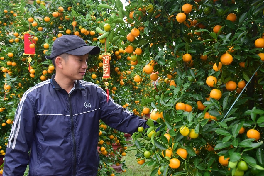 Anh Nguyễn Quang Nhât (trú thôn Cây Sanh, xã Tam Dân, huyện Phú Ninh) một người bán quật tết cho biết. Dịp Tết Nguyên đán Mậu Tuất năm 2018, nhằm đáp ứng nhu cầu chơi cây quất tết của một số người dân, từ nhiều tháng trước anh đã đặt 60 cây quất lớn, có chiều cao gần 2 mét mang về bán dịp tết. Ảnh: THANH THẮNG