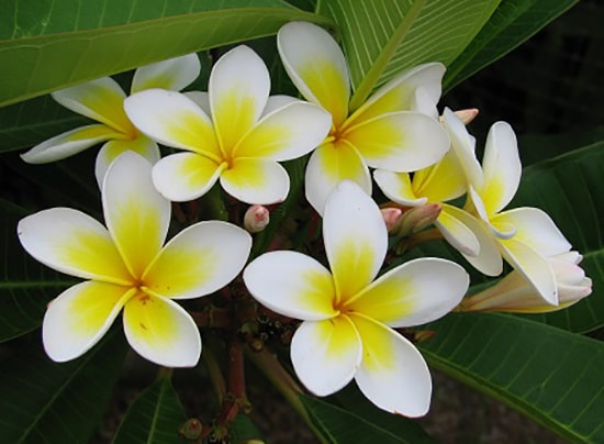 Hoa đại