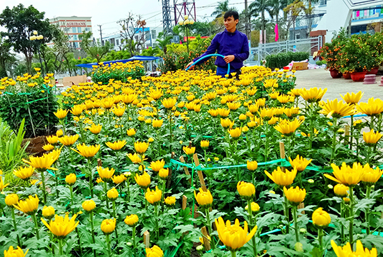 Cúc đại đóa là một trong những loài hoa được nhiều người lựa chọn trưng bày vào dịp tết.  Ảnh: Q.NG