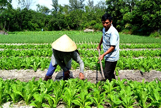 Rau sạch Hưng Mỹ đã bước đầu khẳng định vị trí trên thị trường. Ảnh: V.Q