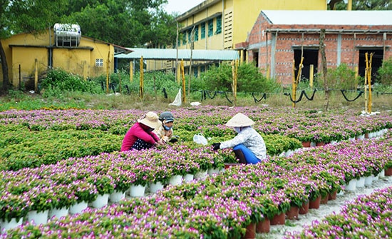 Từ cát, những đóa hoa xuân đua nhau khoe sắc. Ảnh: XUÂN THỌ