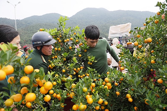 Những chậu quật từ đất liền về với đảo. Ảnh: MINH HẢI