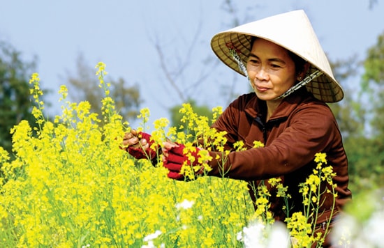 Mùa hoa cải.Ảnh: HÀ NGUYỄN