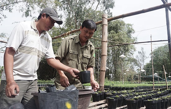 Anh Phan Ngọc Định (bên trái) và anh Trần Công Thức bón phân cho các chậu cây con. Ảnh: NHƯ TRANG