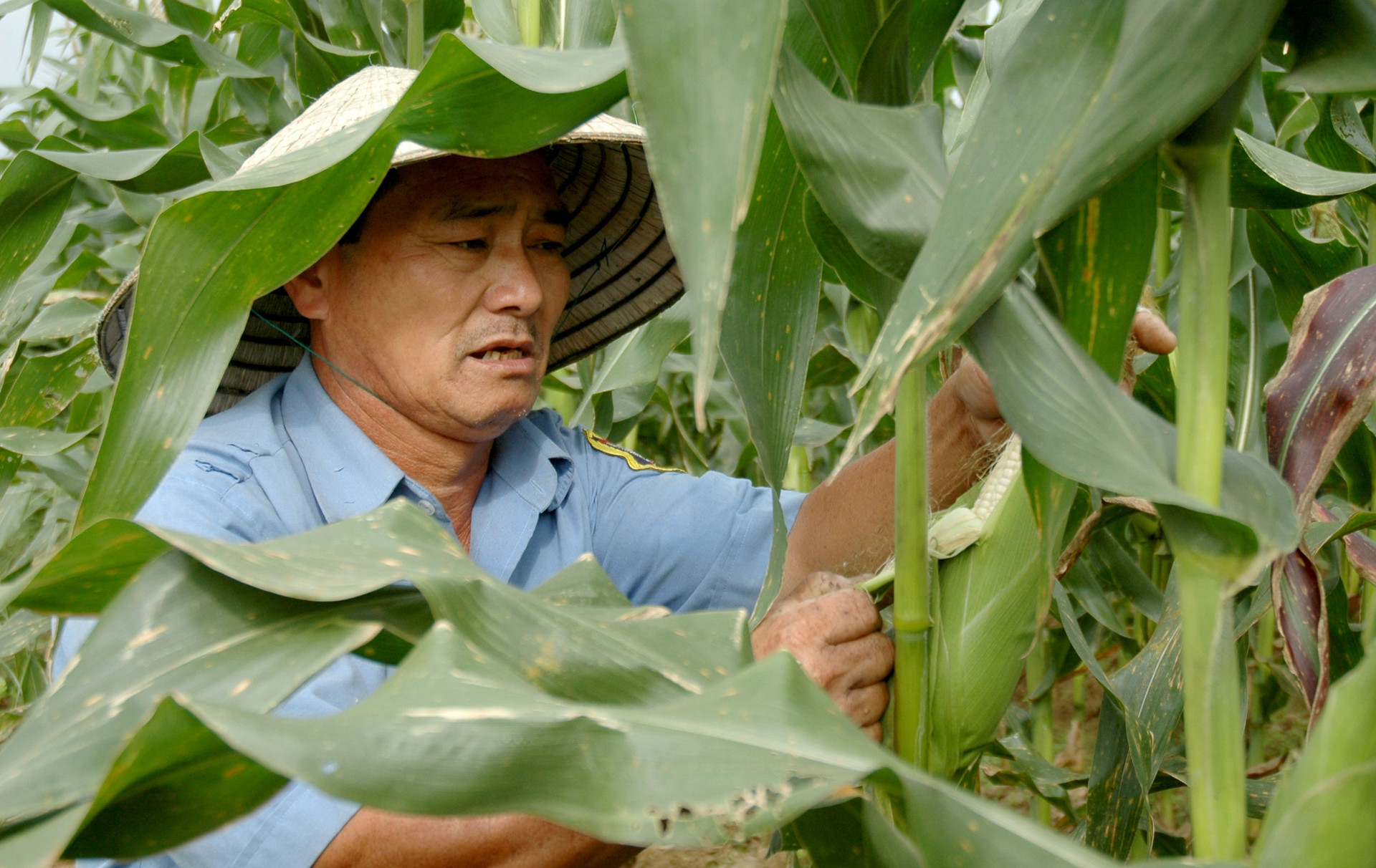 Nhiều người dân ở phường Cẩm Nam vẫn gắn bó với nghề trồng bắp nếp lâu đời. Ảnh: PHAN VINH
