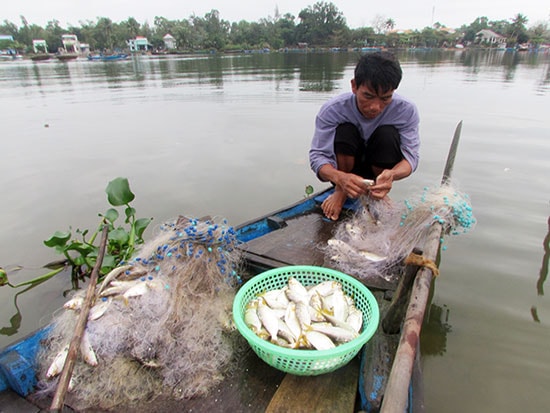 Ngư dân gỡ cá trủng mắc lưới. Ảnh: VĂN PHIN