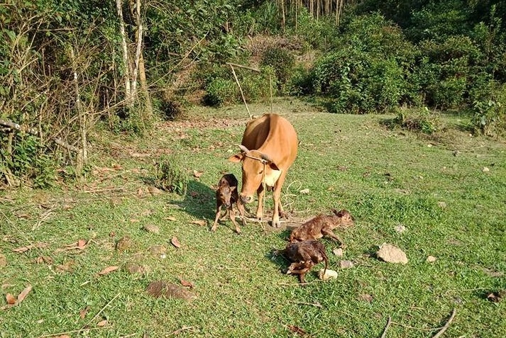 Bò mẹ và 3 chú bê con vừa mới sinh.