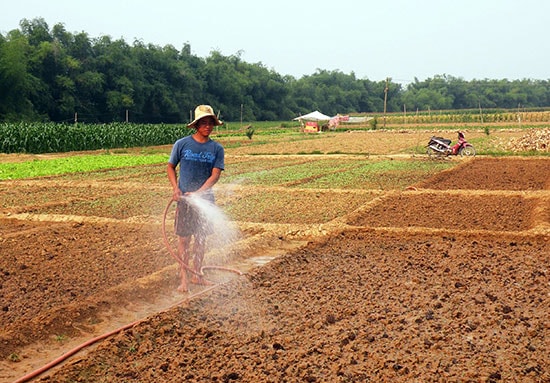 Chăm sóc hoa màu vụ mới.     Ảnh: VĂN SỰ