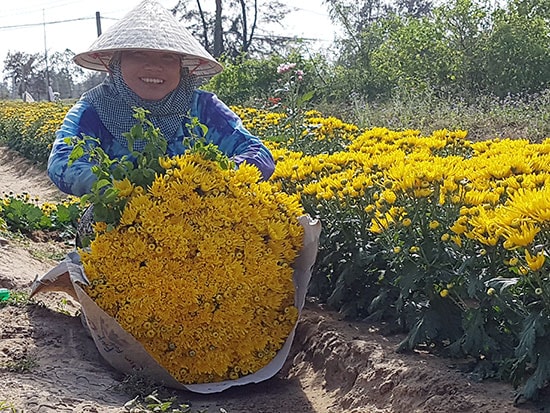 Nông dân trồng hoa tại phường Điện Nam Trung thu hoạch hoa cúc để cung ứng cho thị trường dịp rằm tháng Giêng.  Ảnh: QUỐC TUẤN