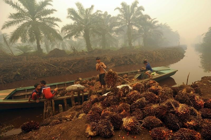 Khai thác cọ tại Indonesia. Ảnh: Reuters