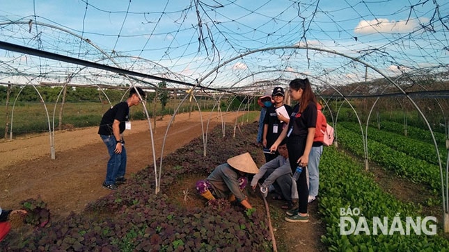 Sinh viên Trường Đại học Bách khoa nghiên cứu, học tập từ thực tế khảo sát làng rau sạch ở thôn Túy Loan (xã Hòa Phong, huyện Hòa Vang). 